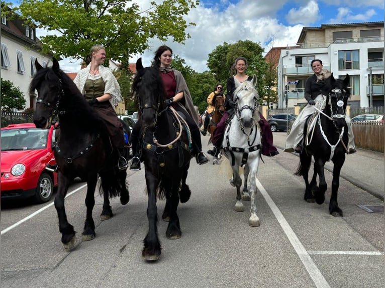 Friesian horses Mare 12 years 16 hh Black in Ohrenbach