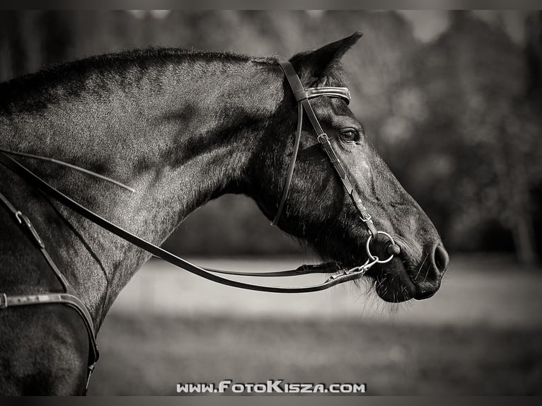 Friesian horses Mare 12 years 16,1 hh Black in Vendryne