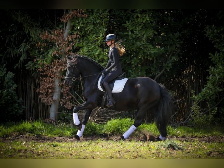 Friesian horses Mare 12 years Black in Evergem