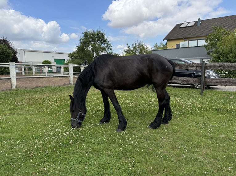 Friesian horses Mare 13 years 15,2 hh Black in Niederzier