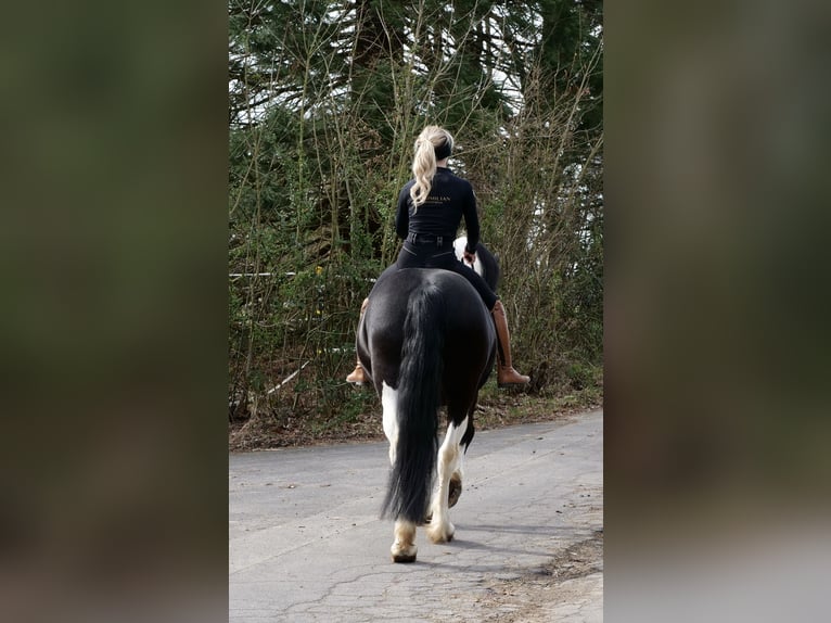Friesian horses Mix Mare 13 years 15,2 hh Pinto in Windhagen