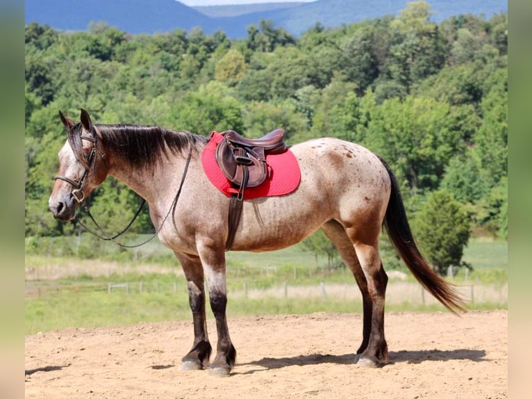 Friesian horses Mix Mare 13 years 15,3 hh in Beaver springs, PA