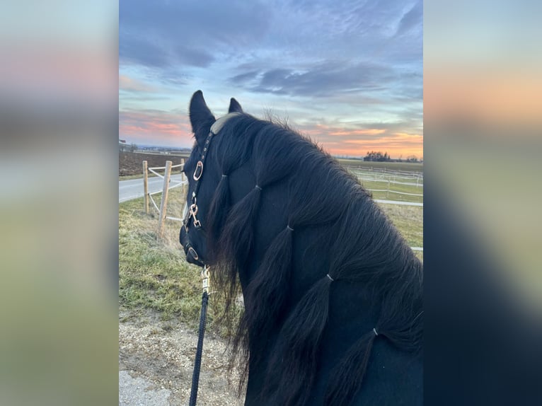 Friesian horses Mare 13 years 15 hh Black in Langenau