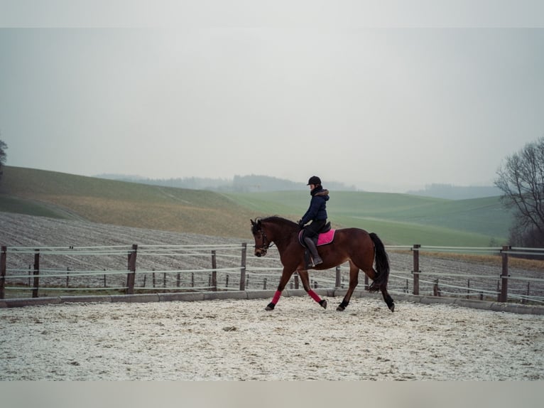 Friesian horses Mix Mare 13 years 15 hh Brown in Wippenham