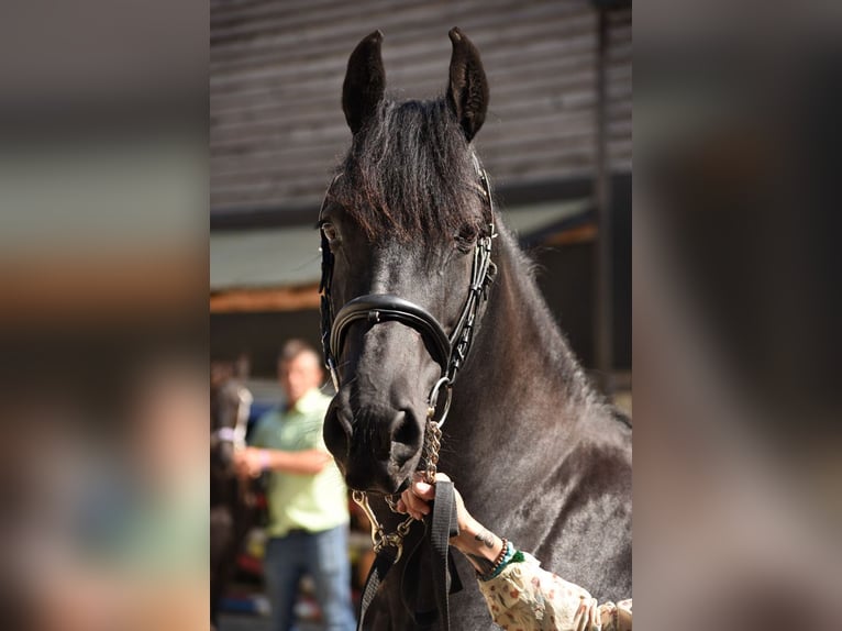 Friesian horses Mare 13 years 15,2 hh Black in St. Michael im Lungau
