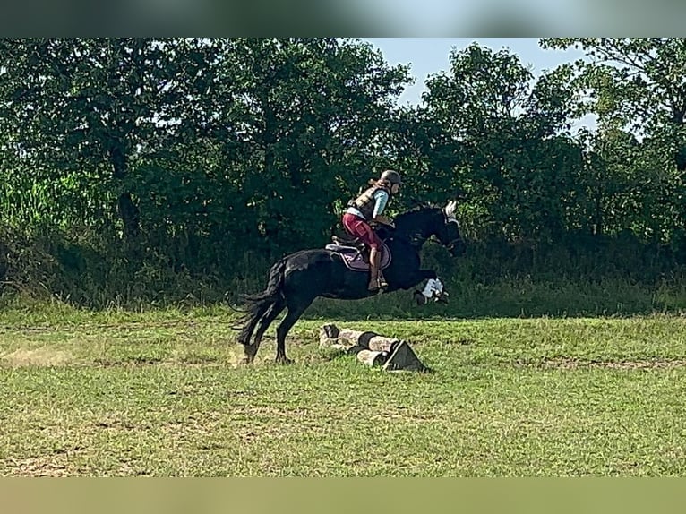Friesian horses Mare 13 years 15,2 hh Black in Heide
