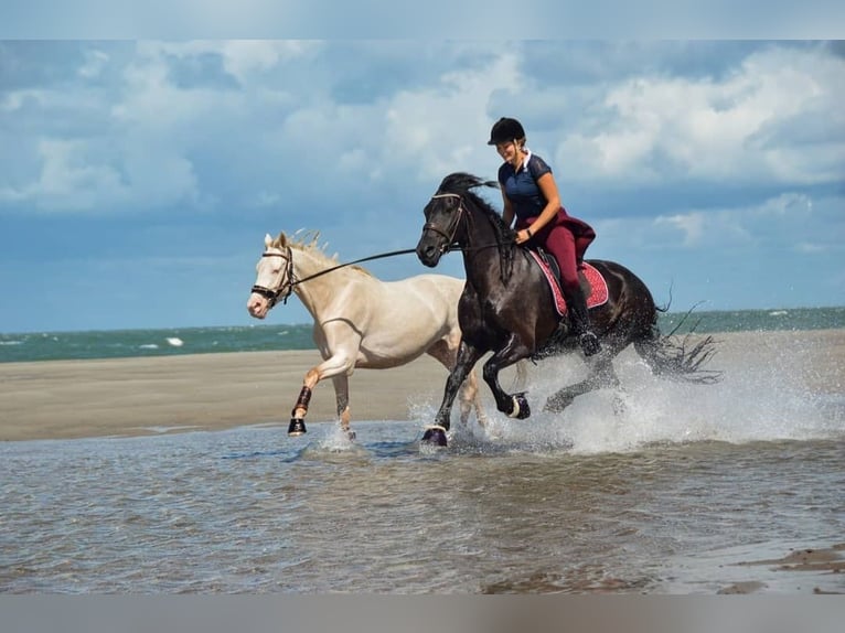 Friesian horses Mare 13 years 15,2 hh Black in Heide