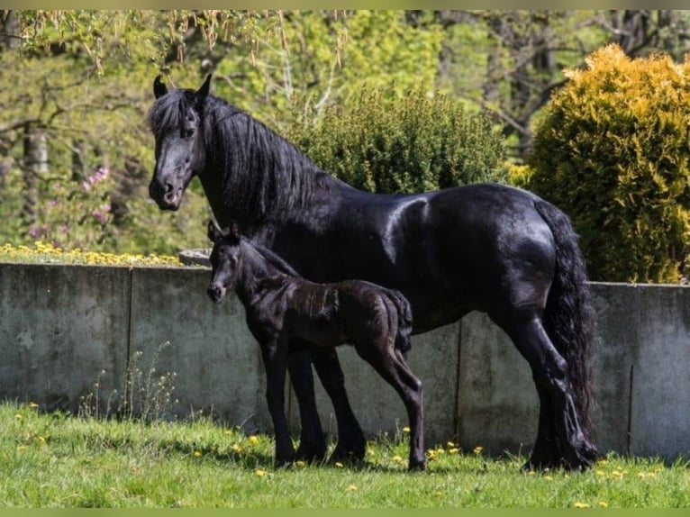 Friesian horses Mare 13 years 15,2 hh Black in Heide