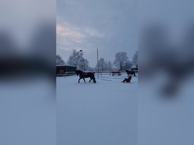 Friesian horses Mare 13 years 15,2 hh Black in Heide