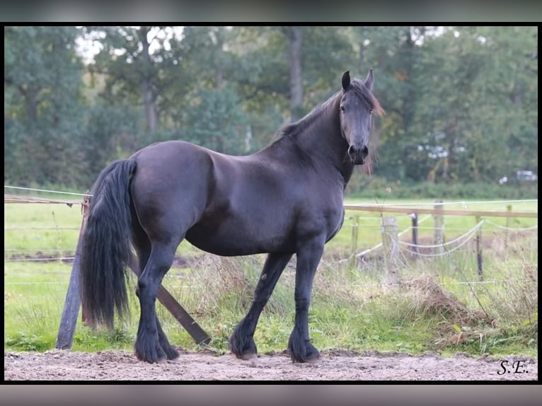 Friesian horses Mare 13 years 16 hh Black in Epe
