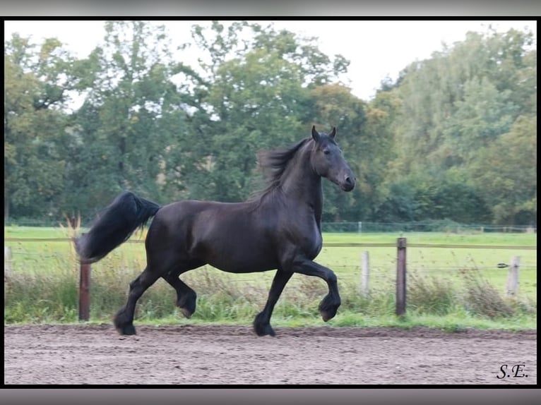 Friesian horses Mare 13 years 16 hh Black in Epe