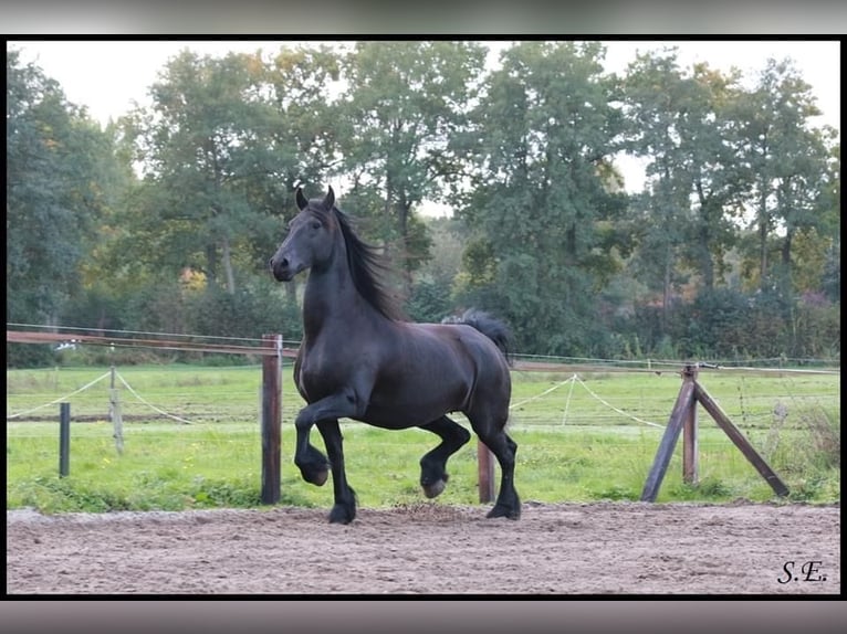 Friesian horses Mare 13 years 16 hh Black in Epe