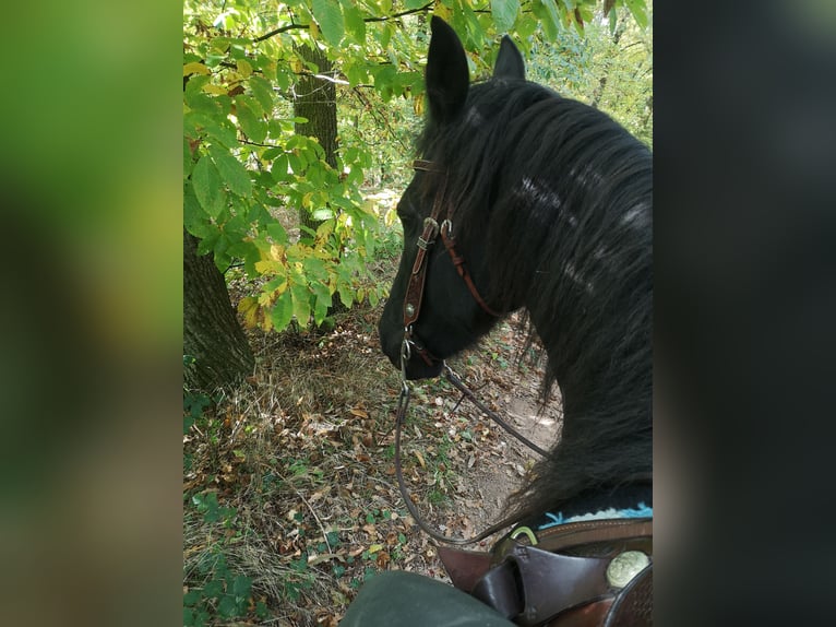Friesian horses Mare 13 years 16 hh Black in Altleiningen