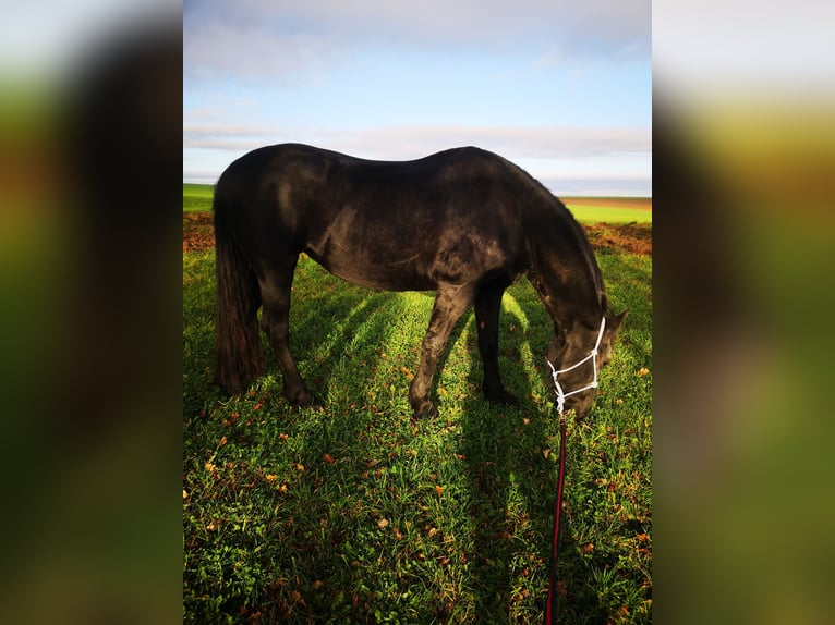 Friesian horses Mare 13 years 16 hh Black in Altleiningen