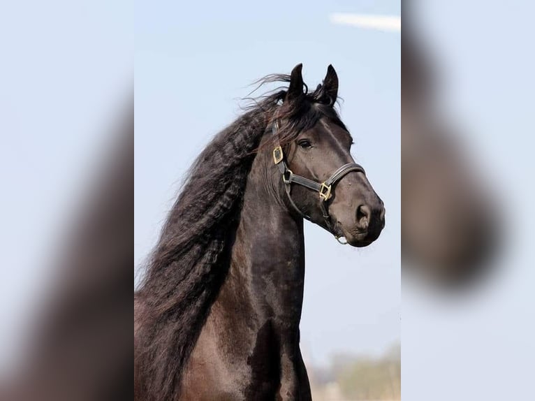 Friesian horses Mare 13 years 16,1 hh Black in Kimswerd