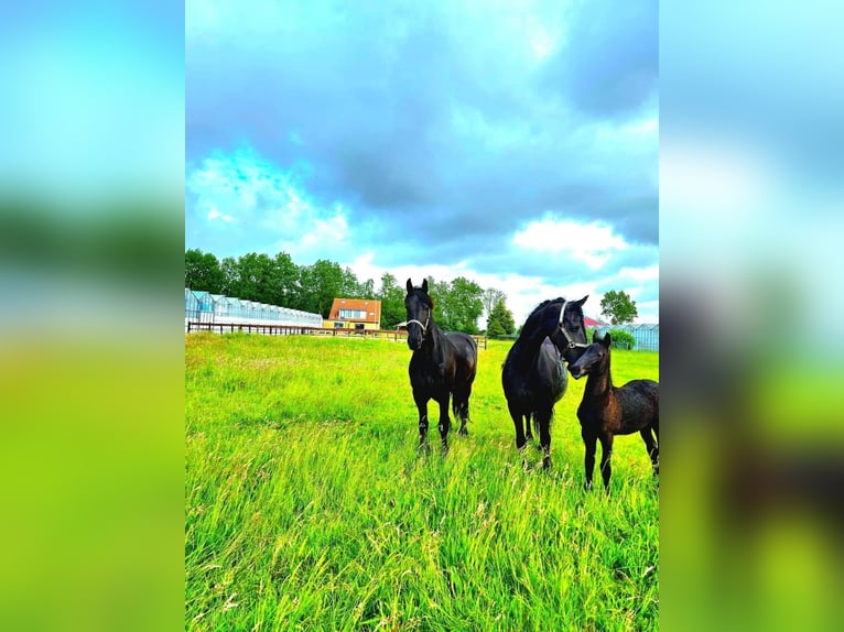 Friesian horses Mare 13 years 16,1 hh Black in Kimswerd