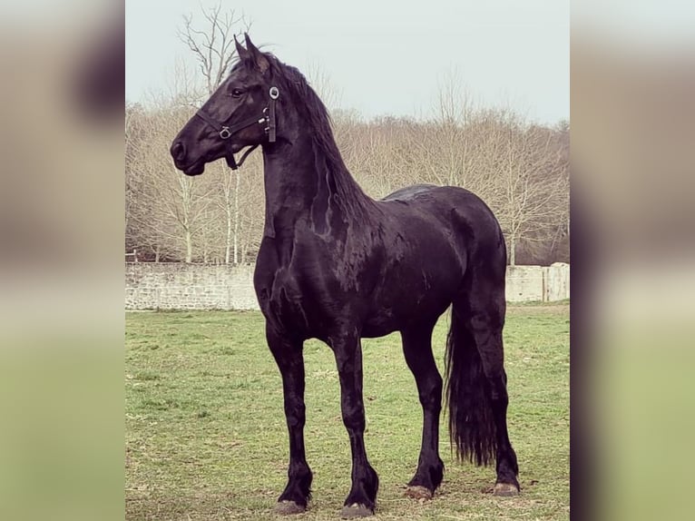 Friesian horses Mare 13 years in Neuville-en-Ferrain Friesian horses Mare 13 years in Neuville-en-Ferrain