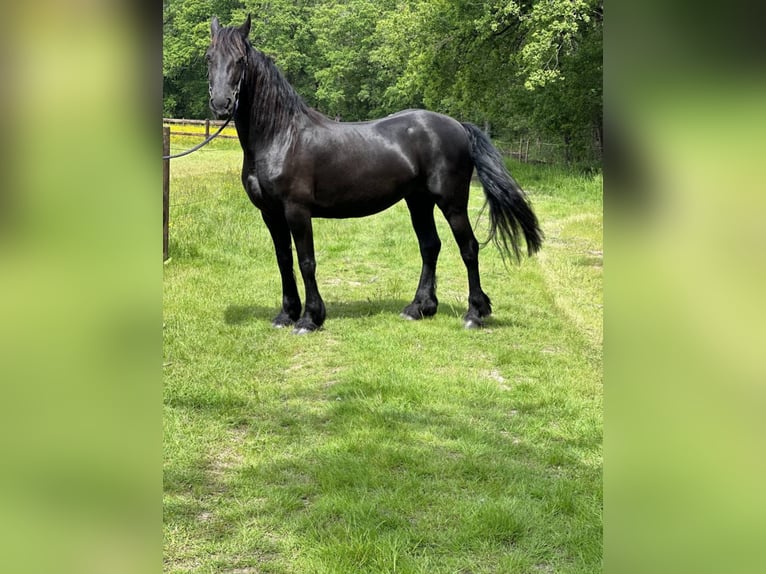 Friesian horses Mare 13 years in Neuville-en-Ferrain Friesian horses Mare 13 years in Neuville-en-Ferrain