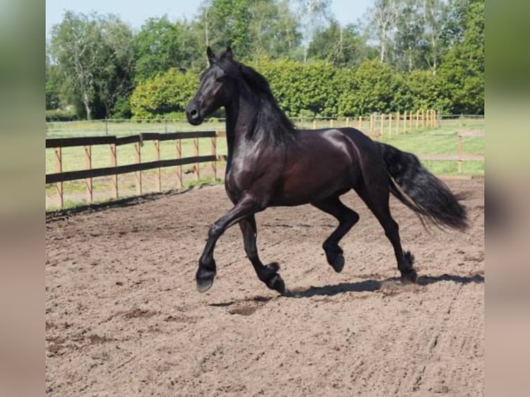 Friesian horses Mare 13 years in Bern Friesian horses Mare 13 years in Bern