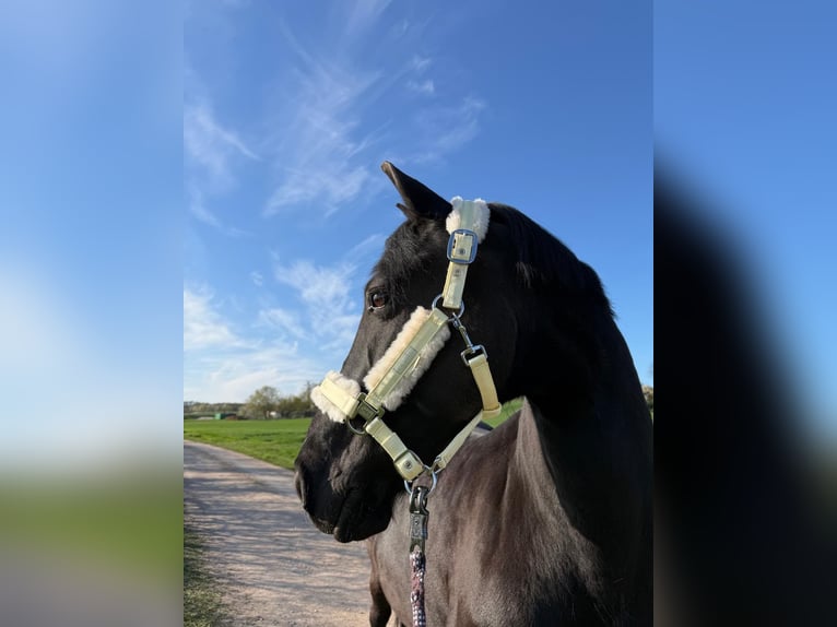Friesian horses Mix Mare 14 years 14.2 hh Black in CadolzburgCadolzburg