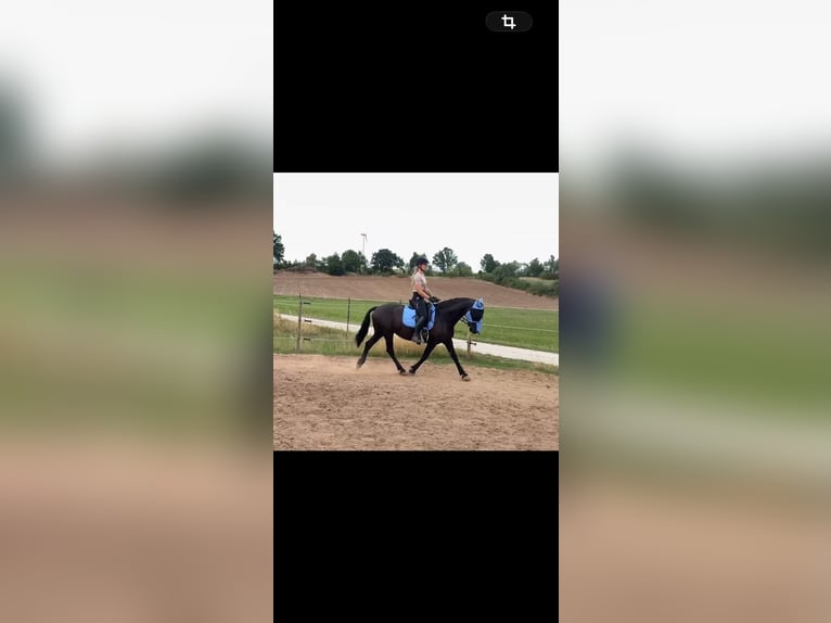 Friesian horses Mix Mare 14 years 14.2 hh Black in CadolzburgCadolzburg