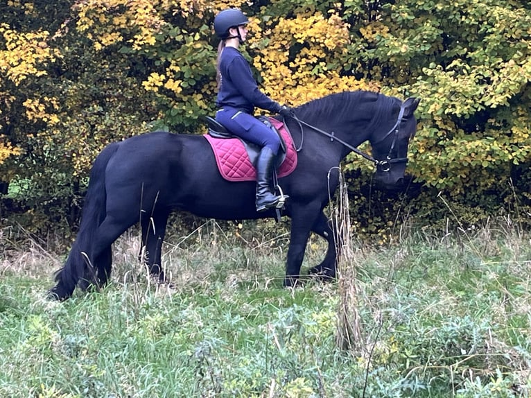 Friesian horses Mare 14 years 15,1 hh Black in Ursensollen