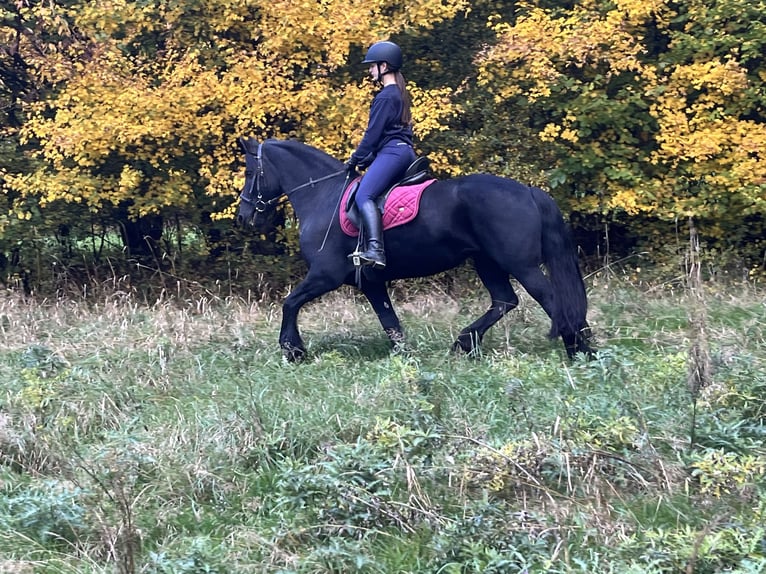 Friesian horses Mare 14 years 15,1 hh Black in Ursensollen