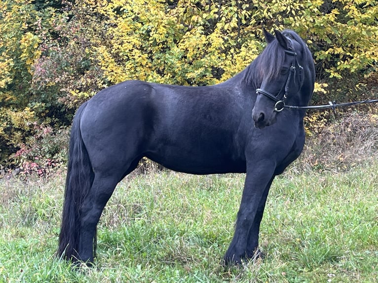 Friesian horses Mare 14 years 15,1 hh Black in Ursensollen