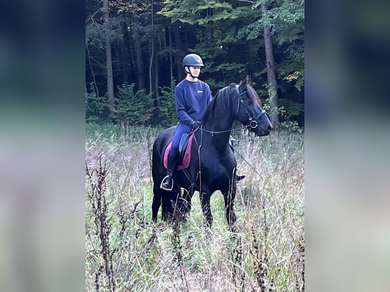 Friesian horses Mare 14 years 15,1 hh Black in Ursensollen