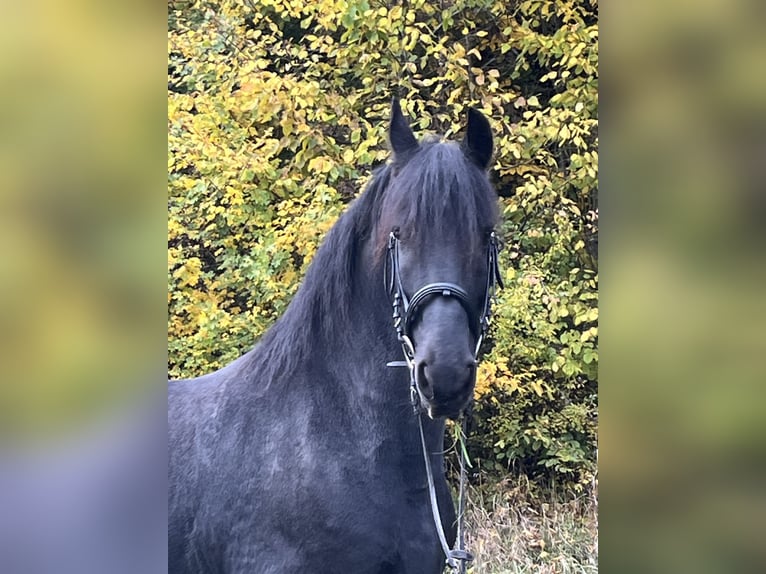 Friesian horses Mare 14 years 15,1 hh Black in Ursensollen