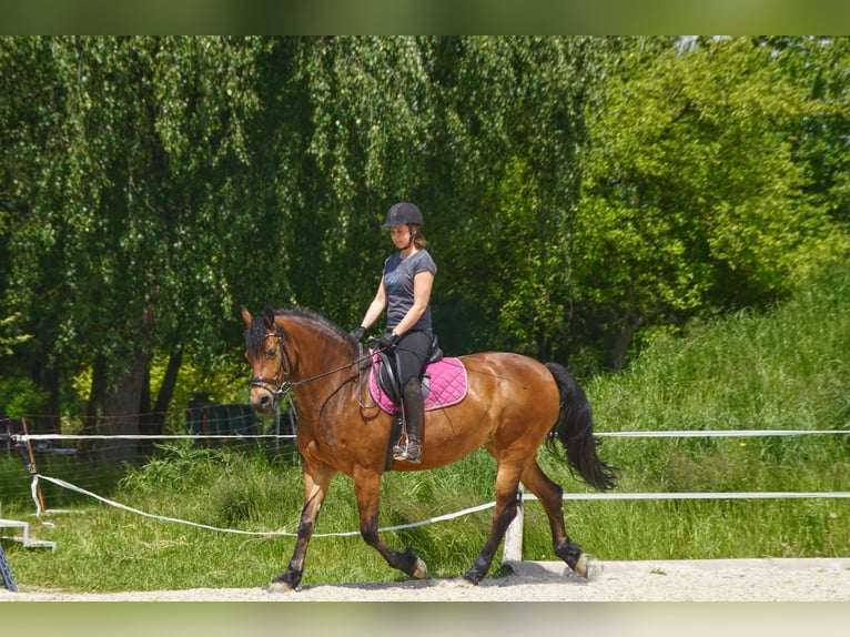 Friesian horses Mix Mare 14 years 15.1 hh Brown in Wippenham
