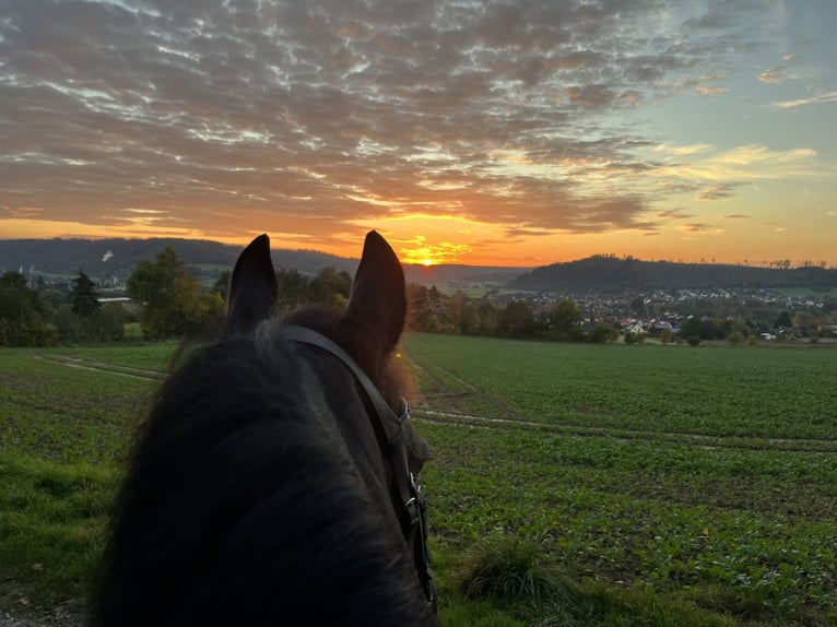 Friesian horses Mare 14 years 15,2 hh Black in Bodenfelde