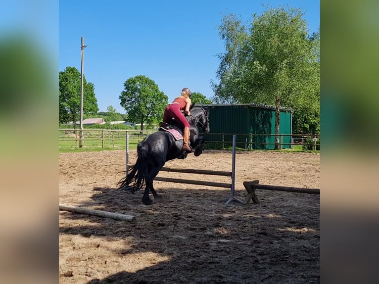 Friesian horses Mare 14 years 15,2 hh Black in Heide