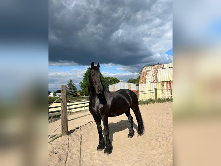 Friesian horses Mare 14 years 15,3 hh Black in Marl