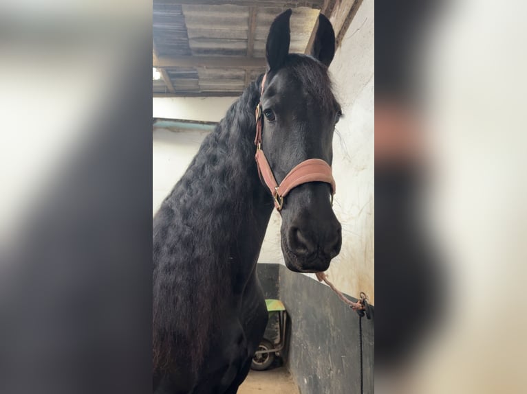 Friesian horses Mare 14 years 16.1 hh Black in Melle