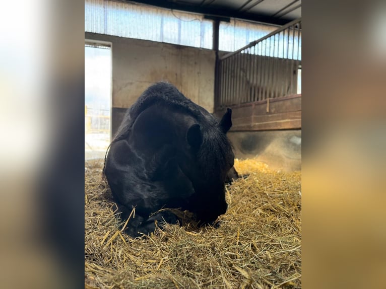 Friesian horses Mare 14 years 16.1 hh Black in Melle