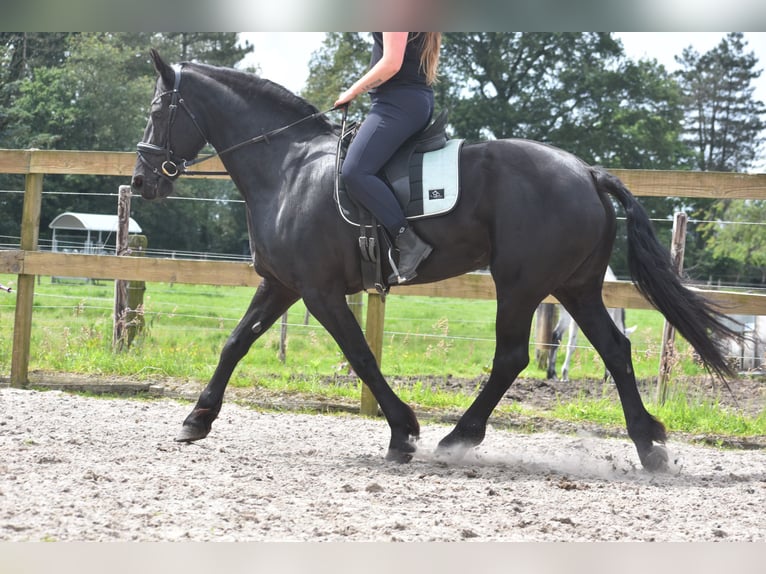 Friesian horses Mare 14 years 16,1 hh Black in Achtmaal