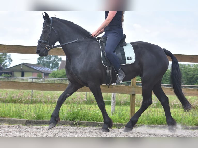 Friesian horses Mare 14 years 16,1 hh Black in Achtmaal