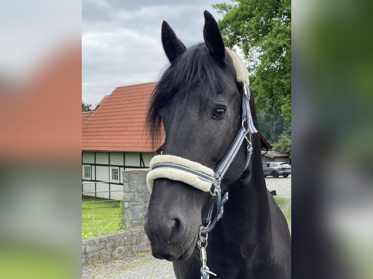 Friesian horses Mare 14 years 16 hh Black in Delbrück