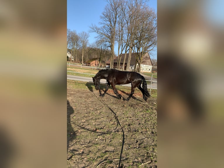 Friesian horses Mare 14 years 16 hh Black in Delbrück