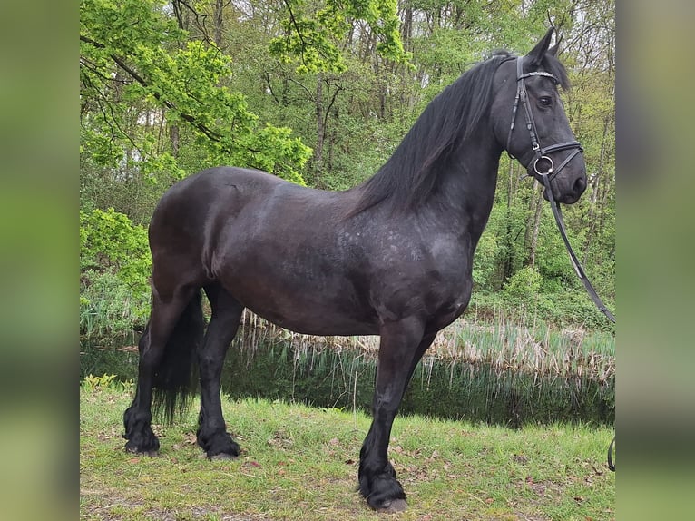 Friesian horses Mare 14 years 16 hh Black in Dalen
