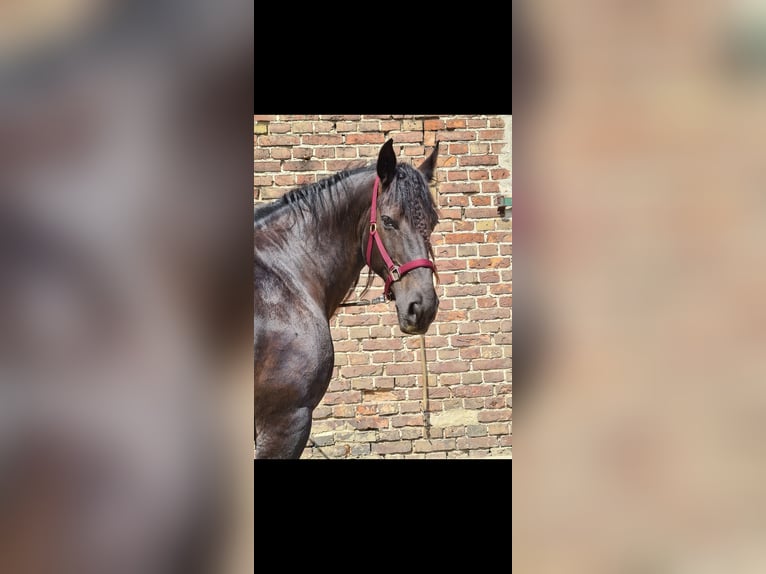 Friesian horses Mix Mare 14 years 16 hh Black in Michendorf