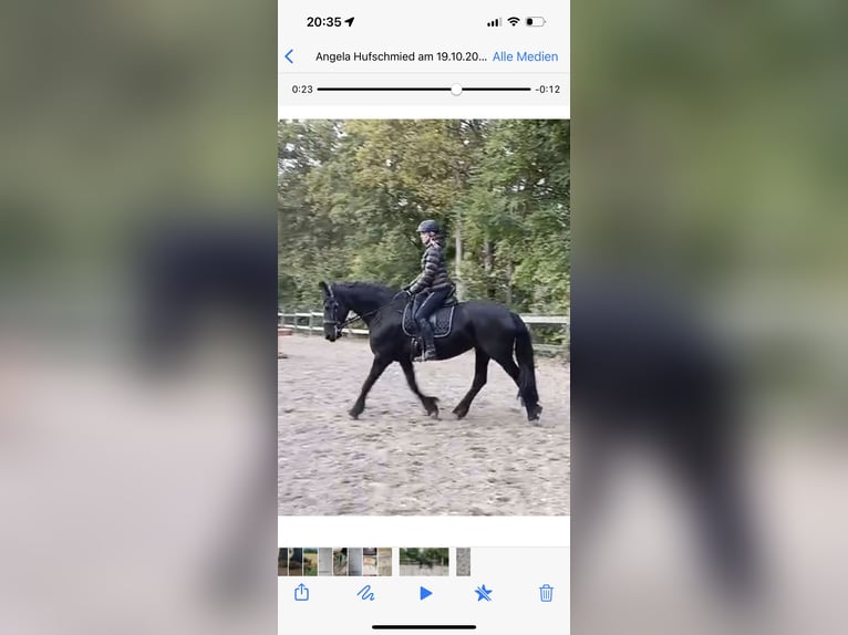 Friesian horses Mare 14 years 16 hh Black in Weigelsdorf