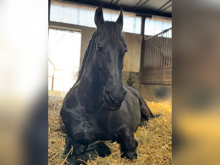 Friesian horses Mare 14 years 16,1 hh Black in Melle