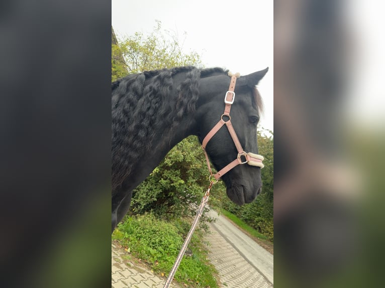 Friesian horses Mare 14 years 16,1 hh Black in Melle