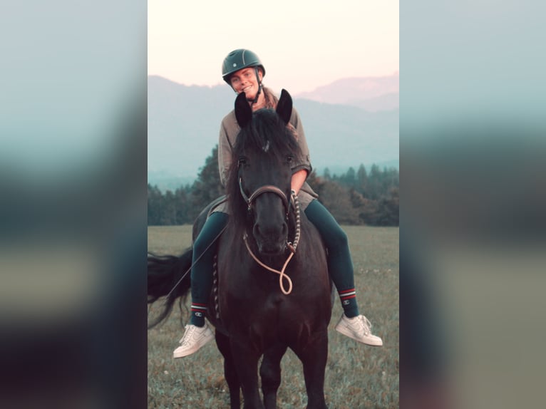 Friesian horses Mix Mare 14 years 17 hh Black in Kochel am See