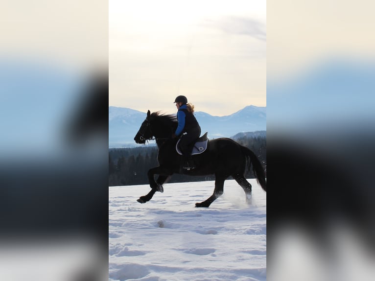 Friesian horses Mix Mare 14 years 17 hh Black in Kochel am See