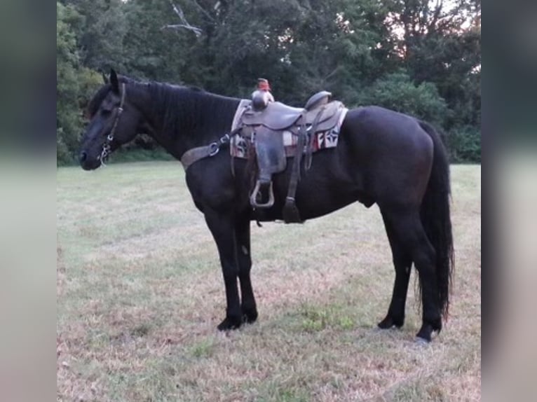 Friesian horses Mare 14 years 17 hh Black in eFFINGHAM il