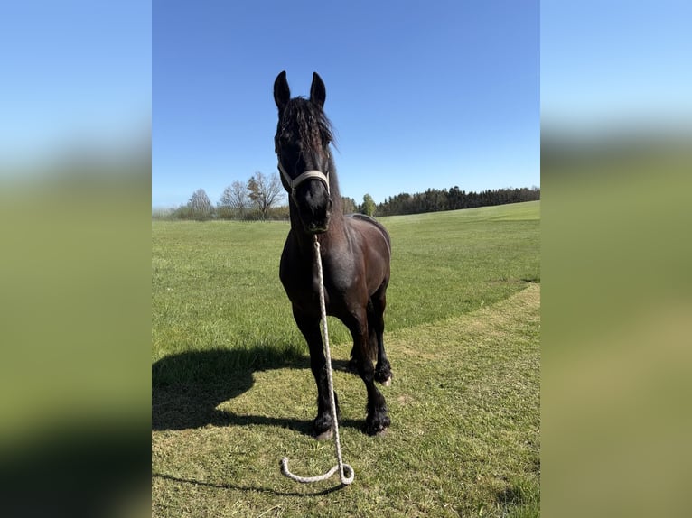 Friesian horses Mare 15 years 15.1 hh Black in Langschwarza