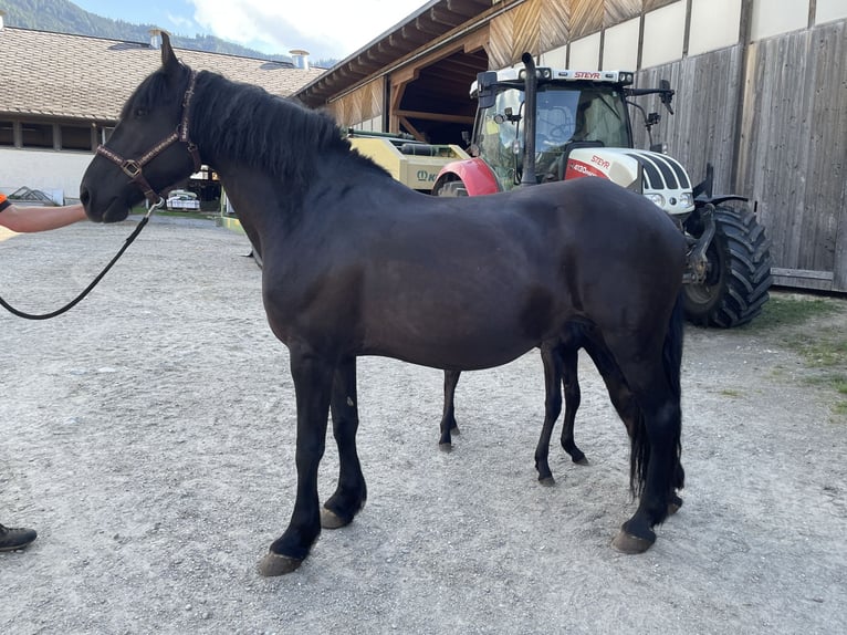 Friesian horses Mare 15 years 15.1 hh  in Aigen im Ennstal